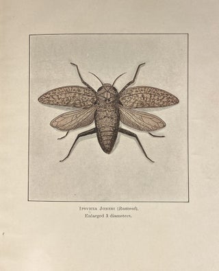 Item #14669 Mesozoic Insects of Queensland. R. J. TILLYARD, B. DUNSTAN